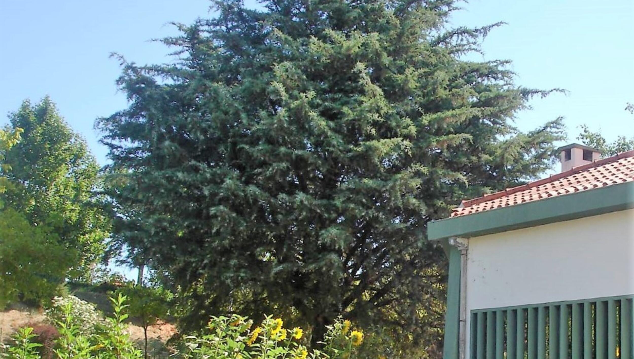 Teixo - Taxus baccata L.