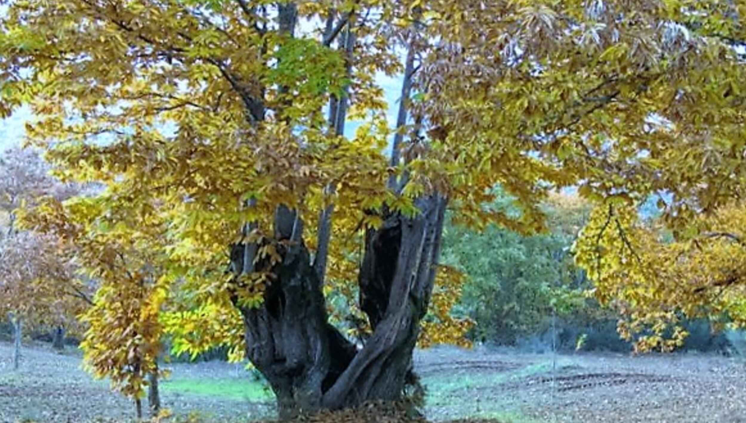 Castanheiro - Castanea sativa Miller