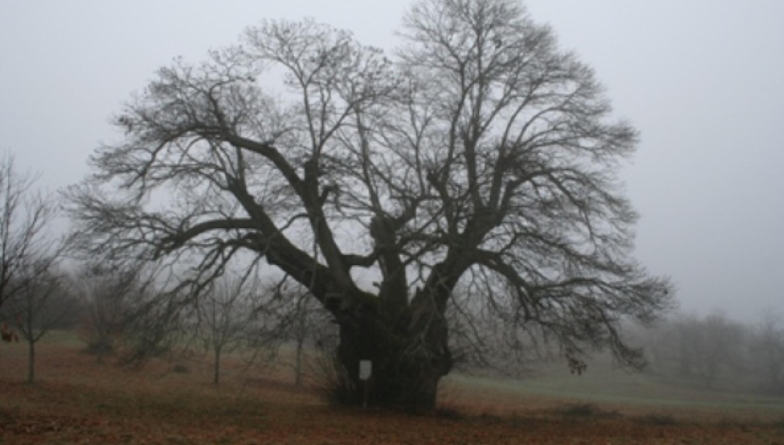 Castanheiro em Agrochão