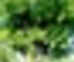 tiny_thumb_nogueira_de_pa__
