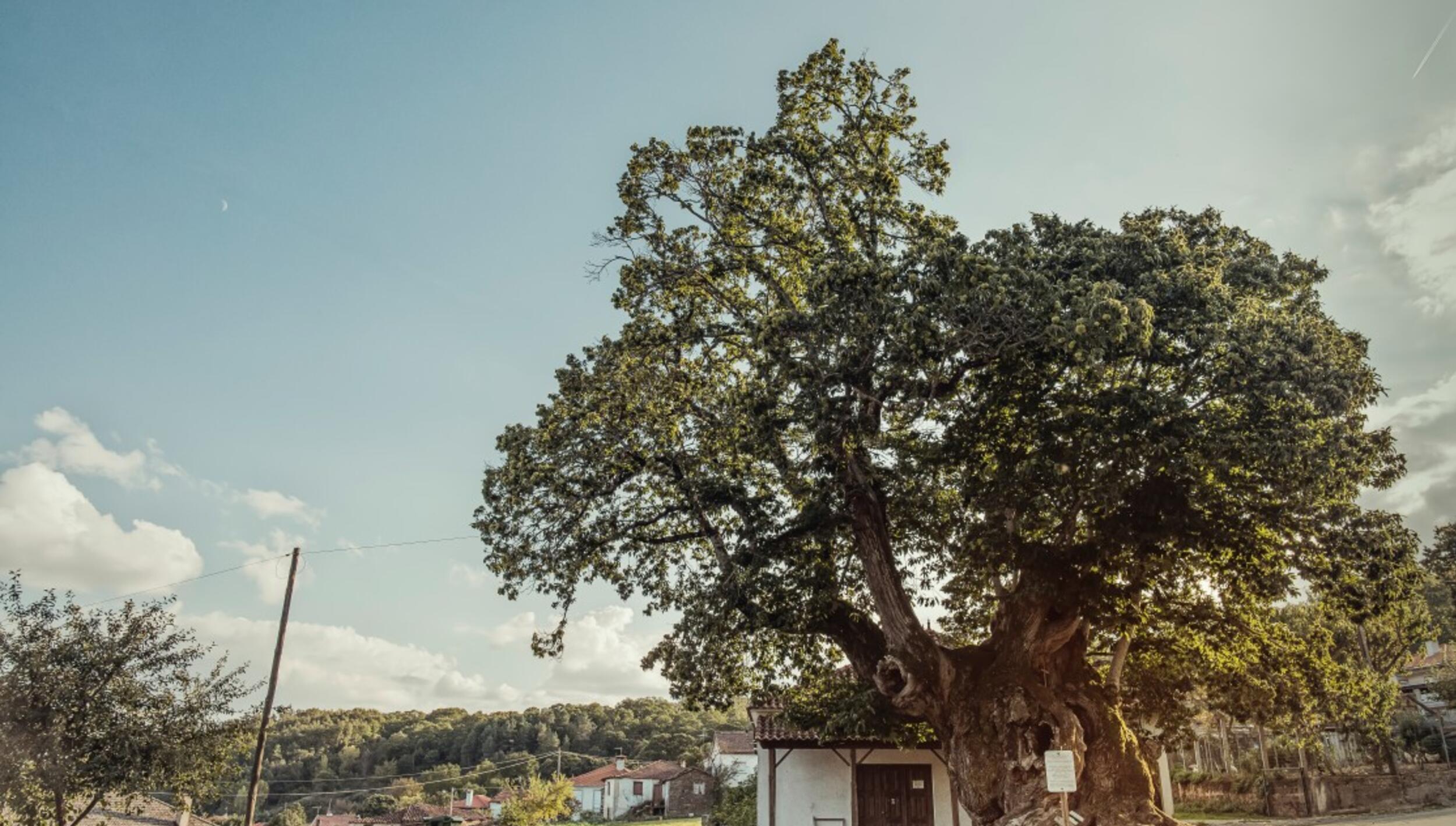 Castanheiro de Lagarelhos