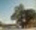 tiny_thumb_CASTANHEIRO_MILENAR_LAGARELHOS-5__Medium_