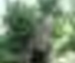 tiny_thumb_1-494-2