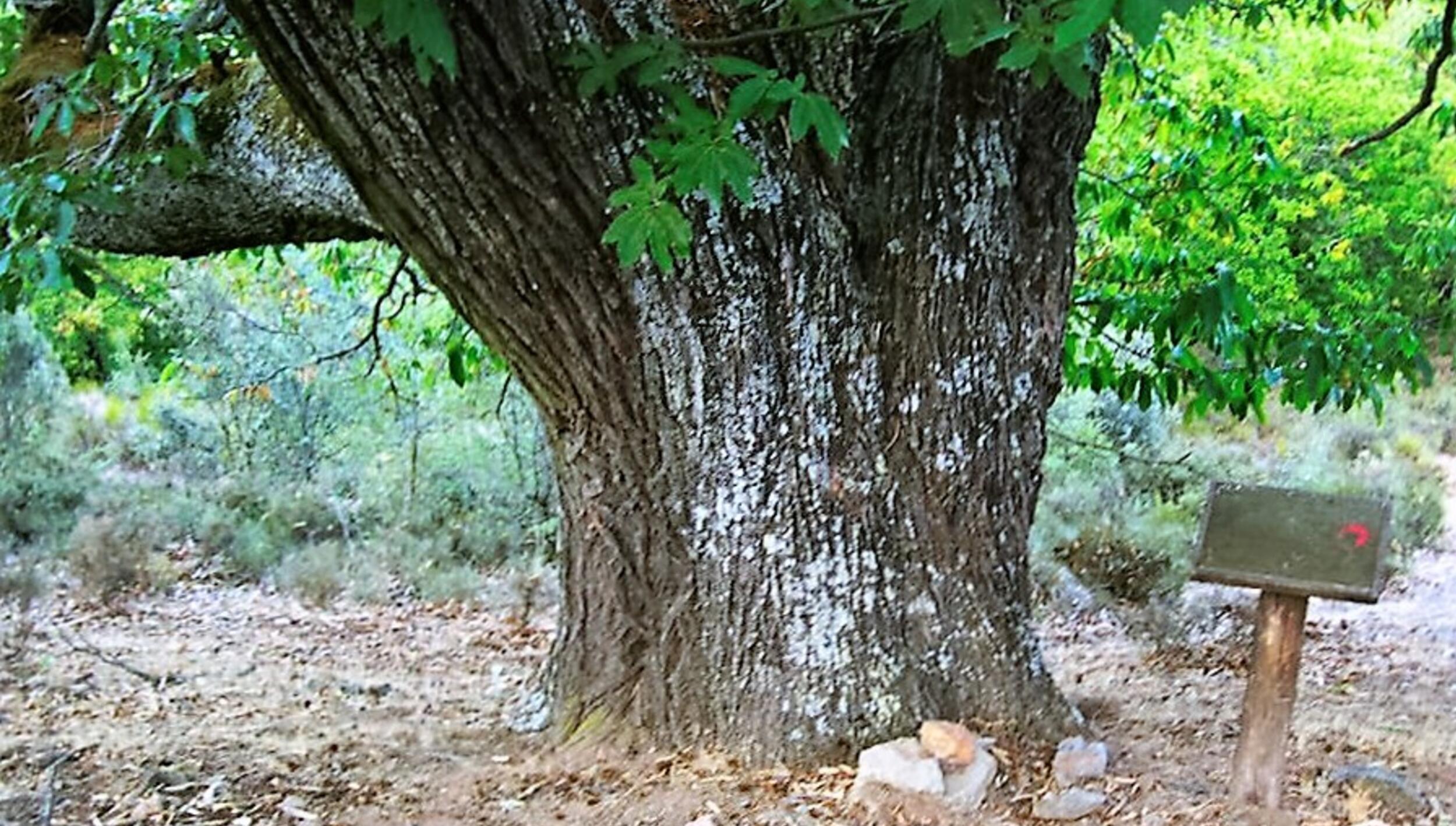 Castanheiro em Paradela