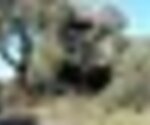 tiny_thumb_pala_dos_mouros