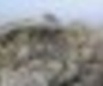 tiny_thumb_T07_Gimonde_01