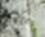 tiny_thumb_DSC_1020__Medium_1