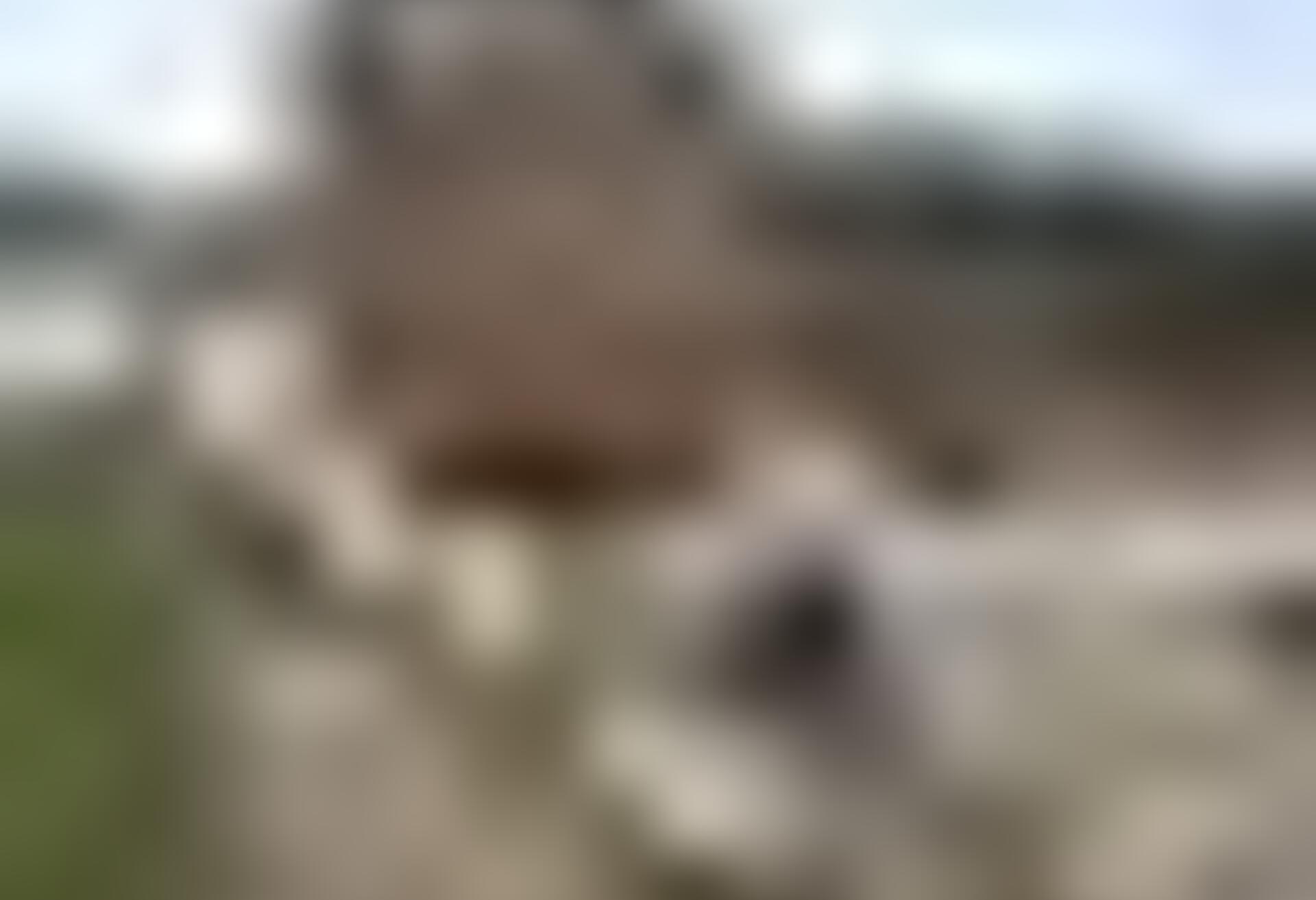 tiny_thumb_T10_Rabal_01
