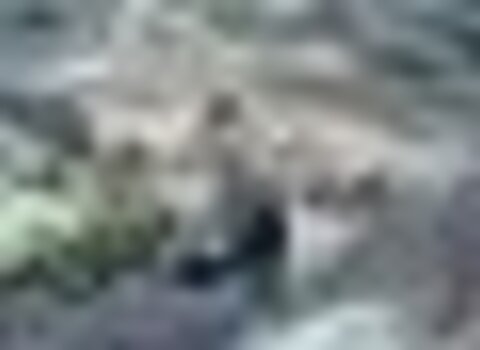 tiny_thumb_ponte_de_grij__de_parada