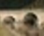 tiny_thumb_100_0062__Medium_