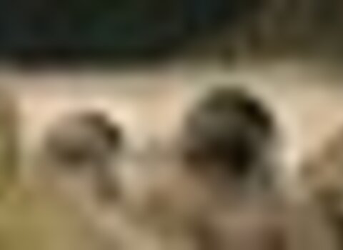 tiny_thumb_100_0062__Medium_