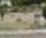 tiny_thumb_pmerendas_ca_arelhos