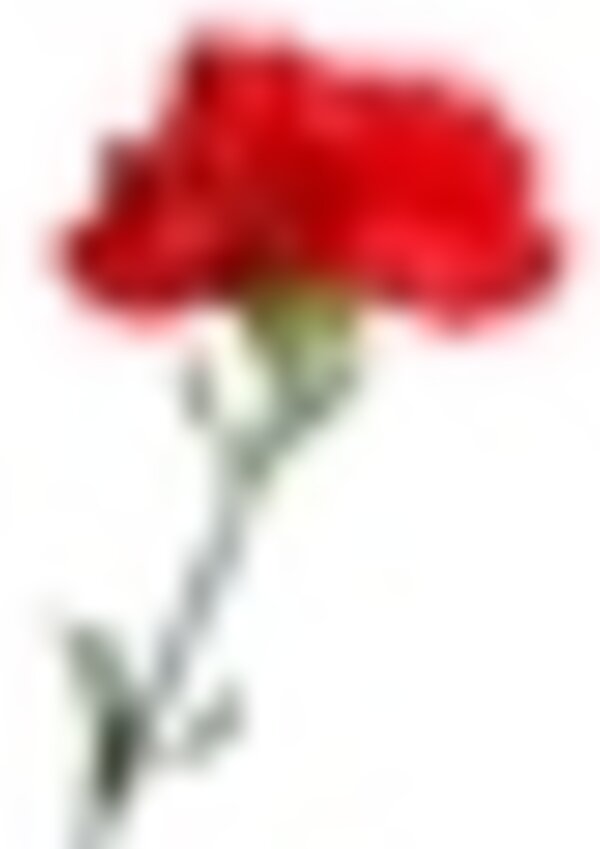 tiny_thumb_cravo