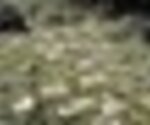 tiny_thumb_Cal_ada_romana_Alimonde4