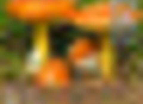 tiny_thumb_Cartaz_Final_1_980_2500