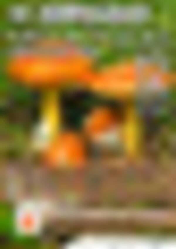 tiny_thumb_Cartaz_Final_1_980_2500