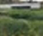 tiny_thumb_IMG_4273__Medium_