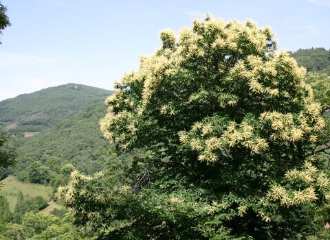 castanheiro_em_flor__Medium_