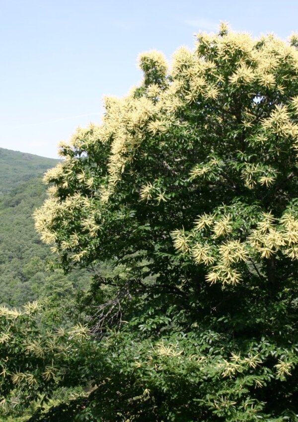 castanheiro_em_flor__Medium_