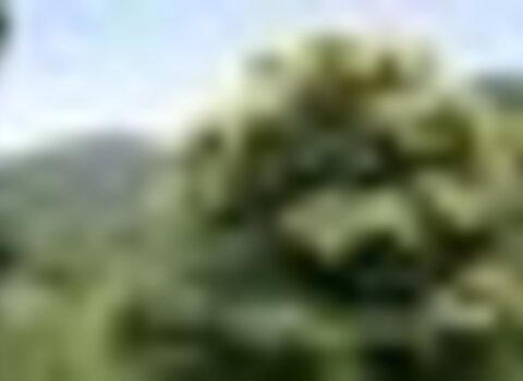 tiny_thumb_castanheiro_em_flor__Medium_