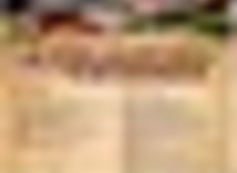 tiny_thumb_CARTAZ_castanha_2017__1_720_2500__Medium_