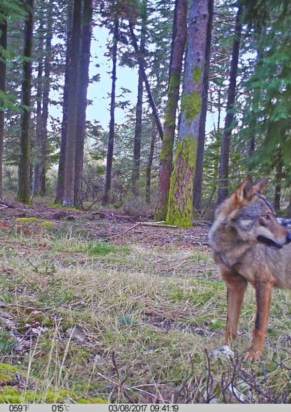 iberian_wolf_expedition__Medium_