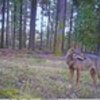 thumb_iberian_wolf_expedition__Medium_