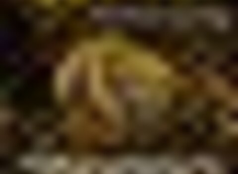 tiny_thumb_exposi__o_mel