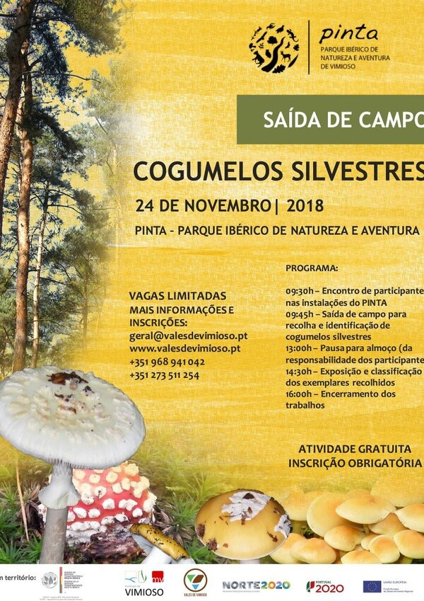 cogumelos__Medium_