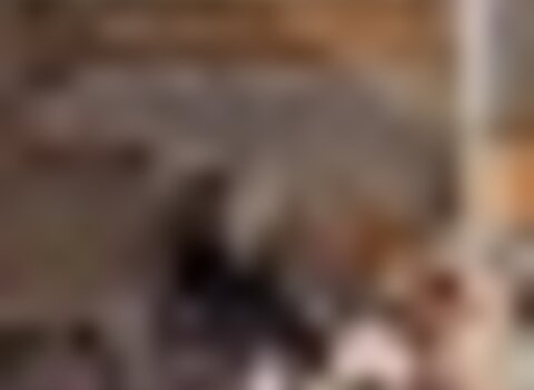 tiny_thumb_caramonico