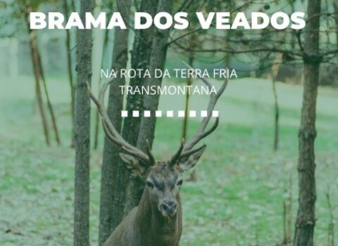 brama_dos_veados_2023_poster