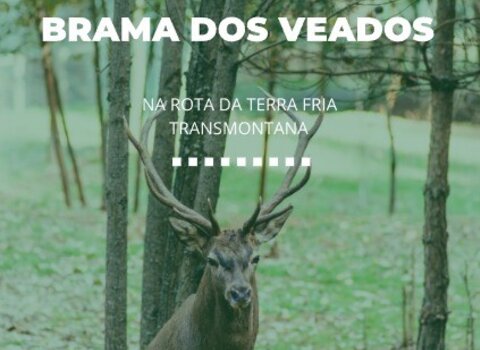 brama_dos_veados_2024_poster