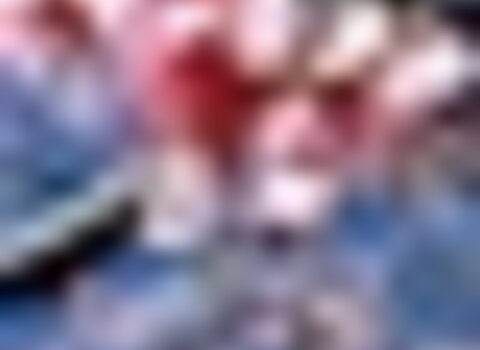 tiny_thumb_amendoeiras_flor_MOG