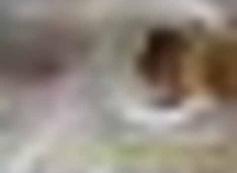 tiny_thumb_xxi_encontro_micologico