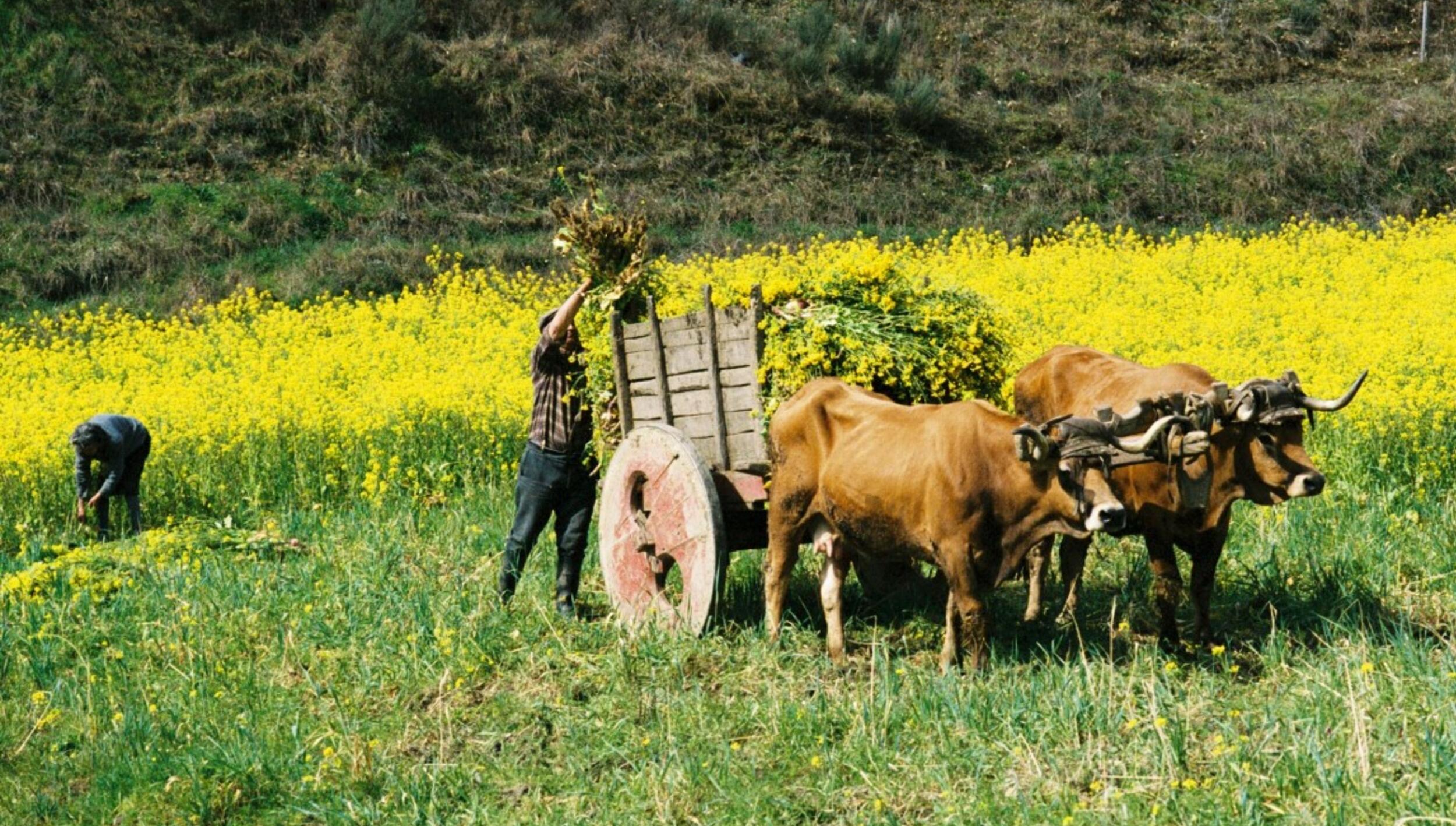 Trabalhos agrícolas noutros tempos