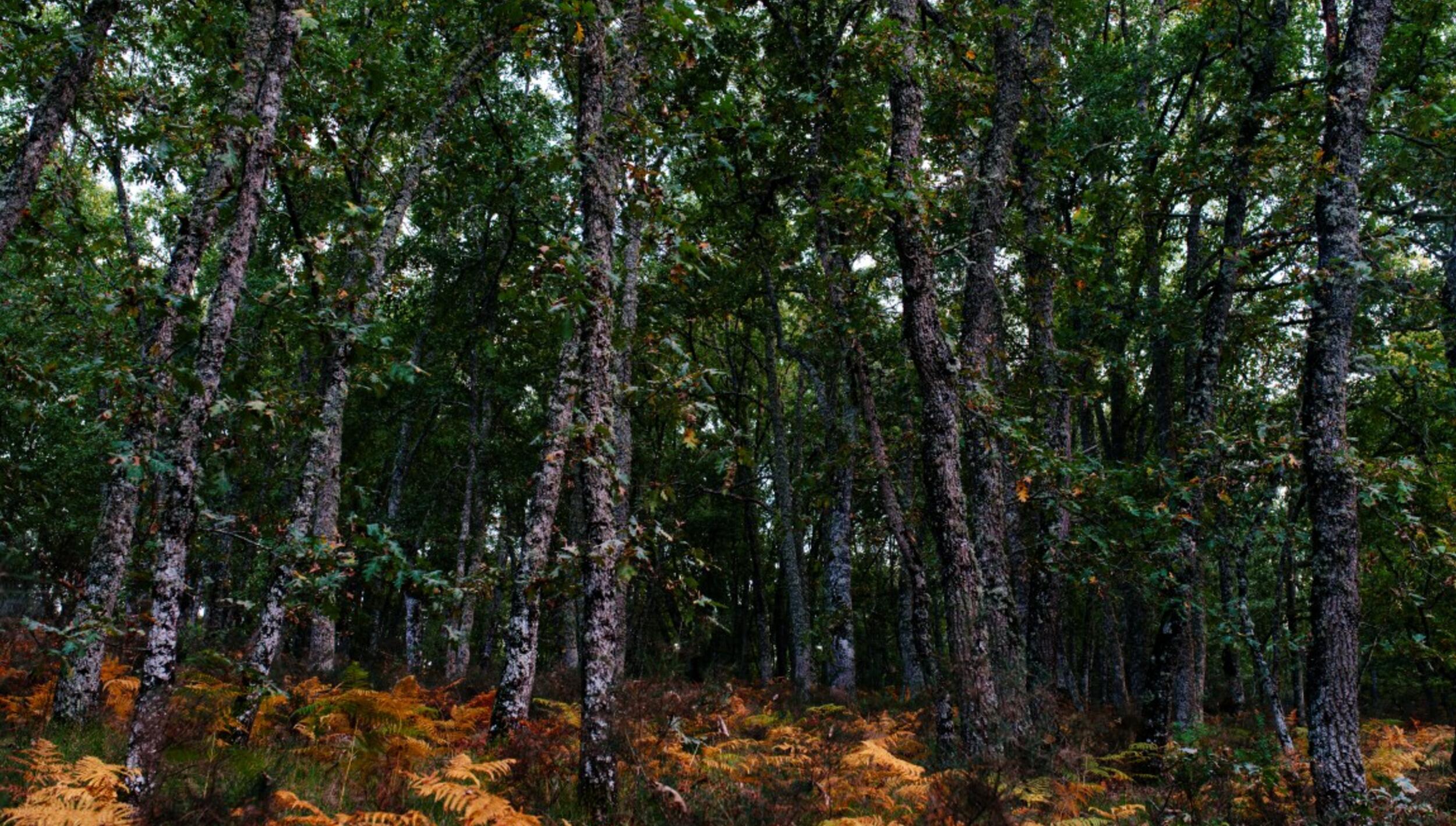 Bosque de carvalhos