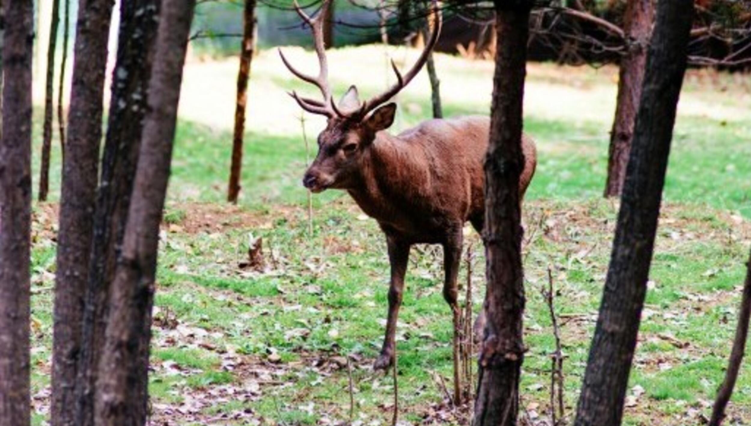 Veados (Cervus elaphus)