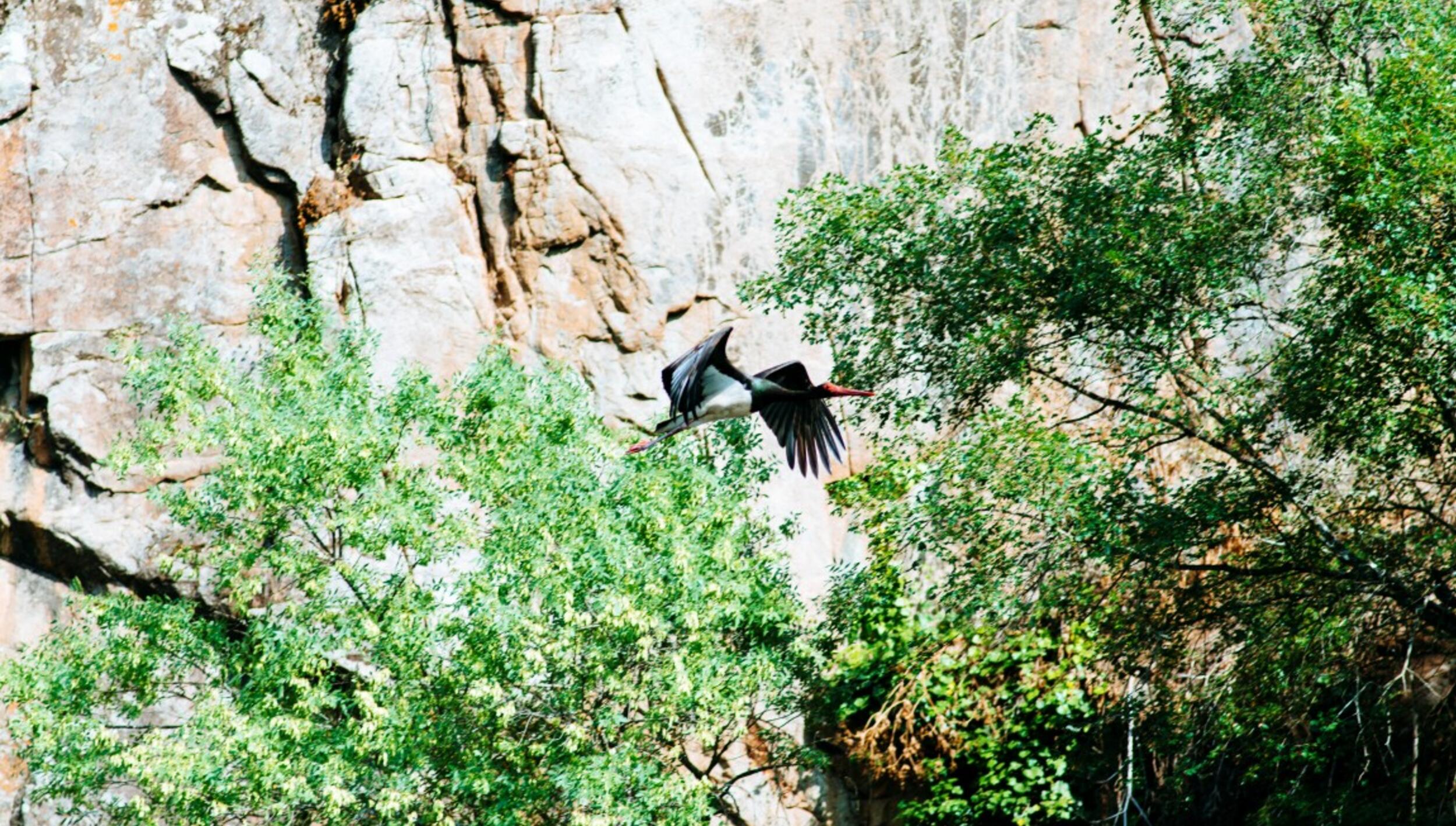 Cegonha Preta