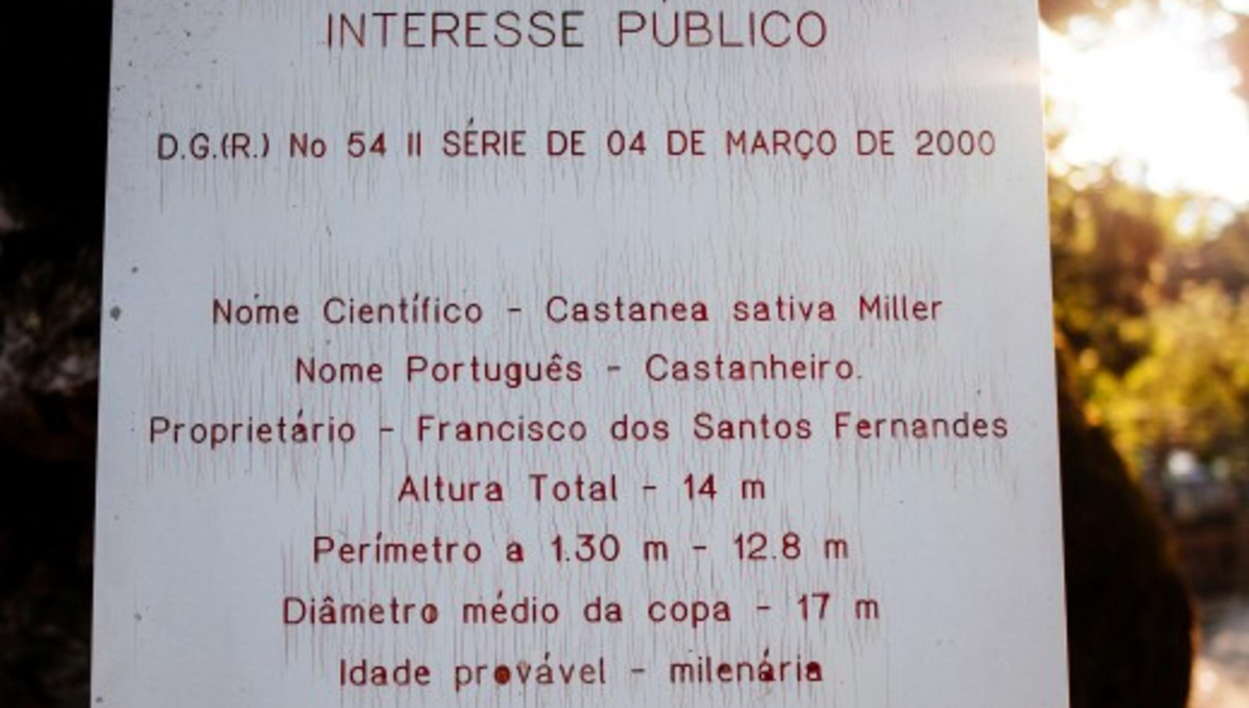 CASTANHEIRO_MILENAR_LAGARELHOS-1__Medium_