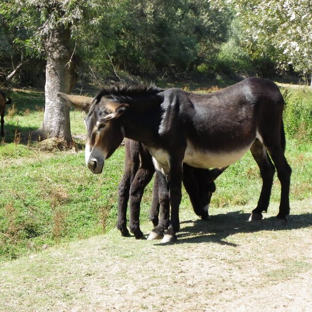 Raça asinina mirandesa