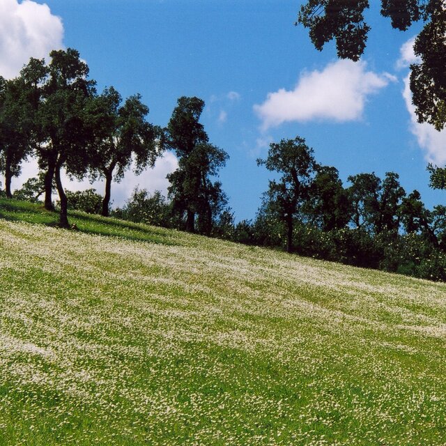 Atenor-palaçouço - campo estevas