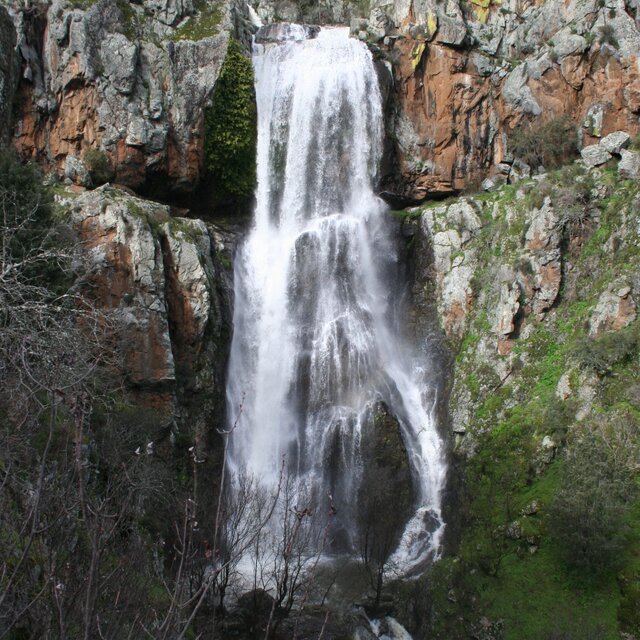 Faia da água alta