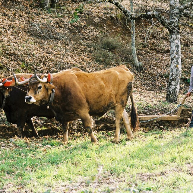 Vila boa - metodos agricolas