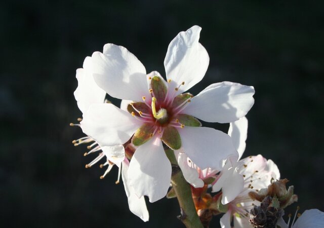amendoeira_em_flor_070__Medium_