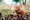 tiny_thumb_COGUMELOS_CASTANHAS-14__Medium_