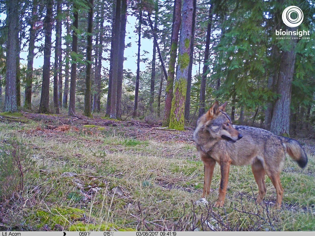 Expedição Científica do Lobo Ibérico 