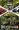 tiny_thumb_01_1_720_2500
