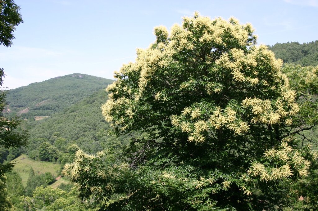 Castanheiro em Flor