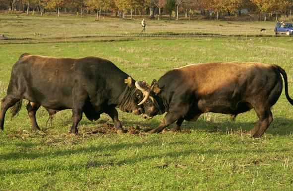 Chega de Touros de Raça Mirandesa