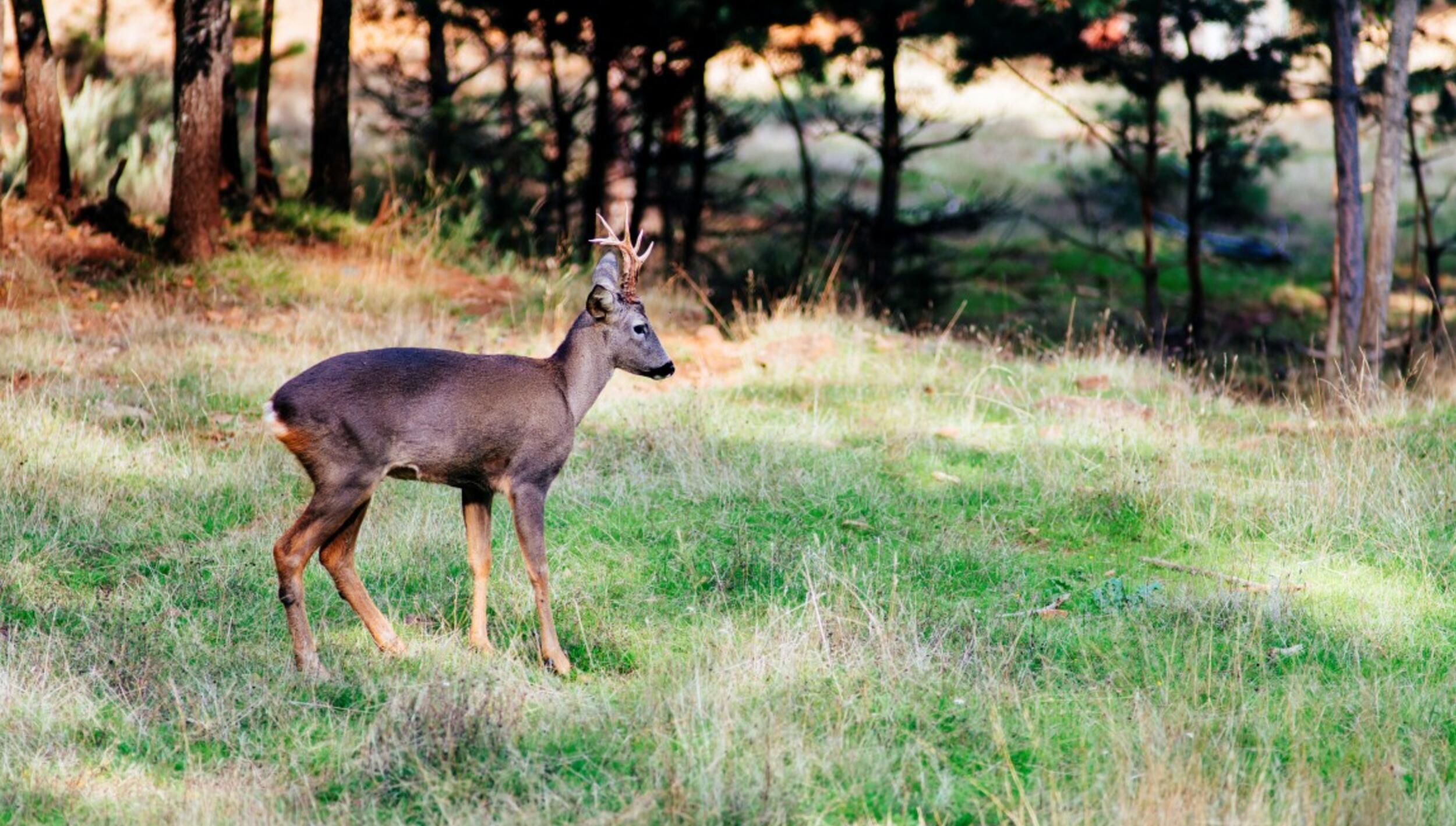 Corço (Capreolus capreolus)